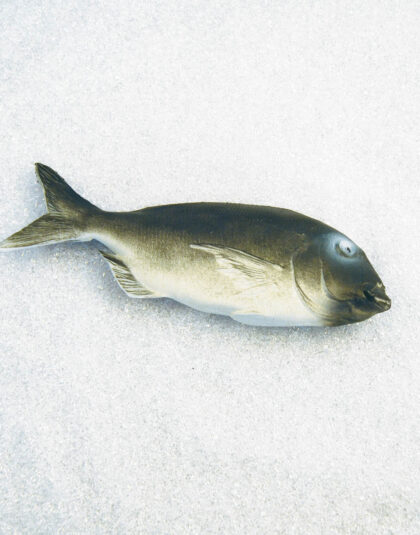 Grå Dentex Fisk