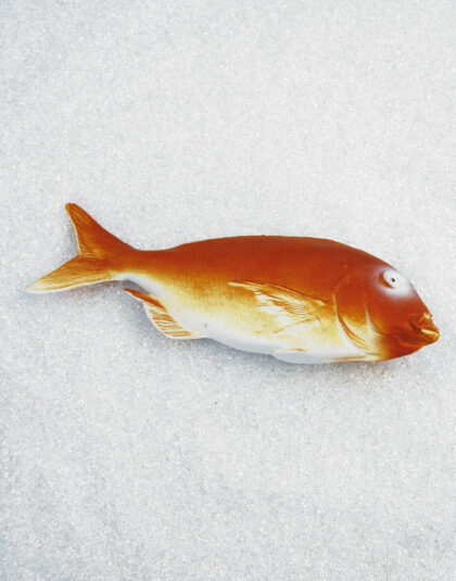 Röd Dentex Fisk
