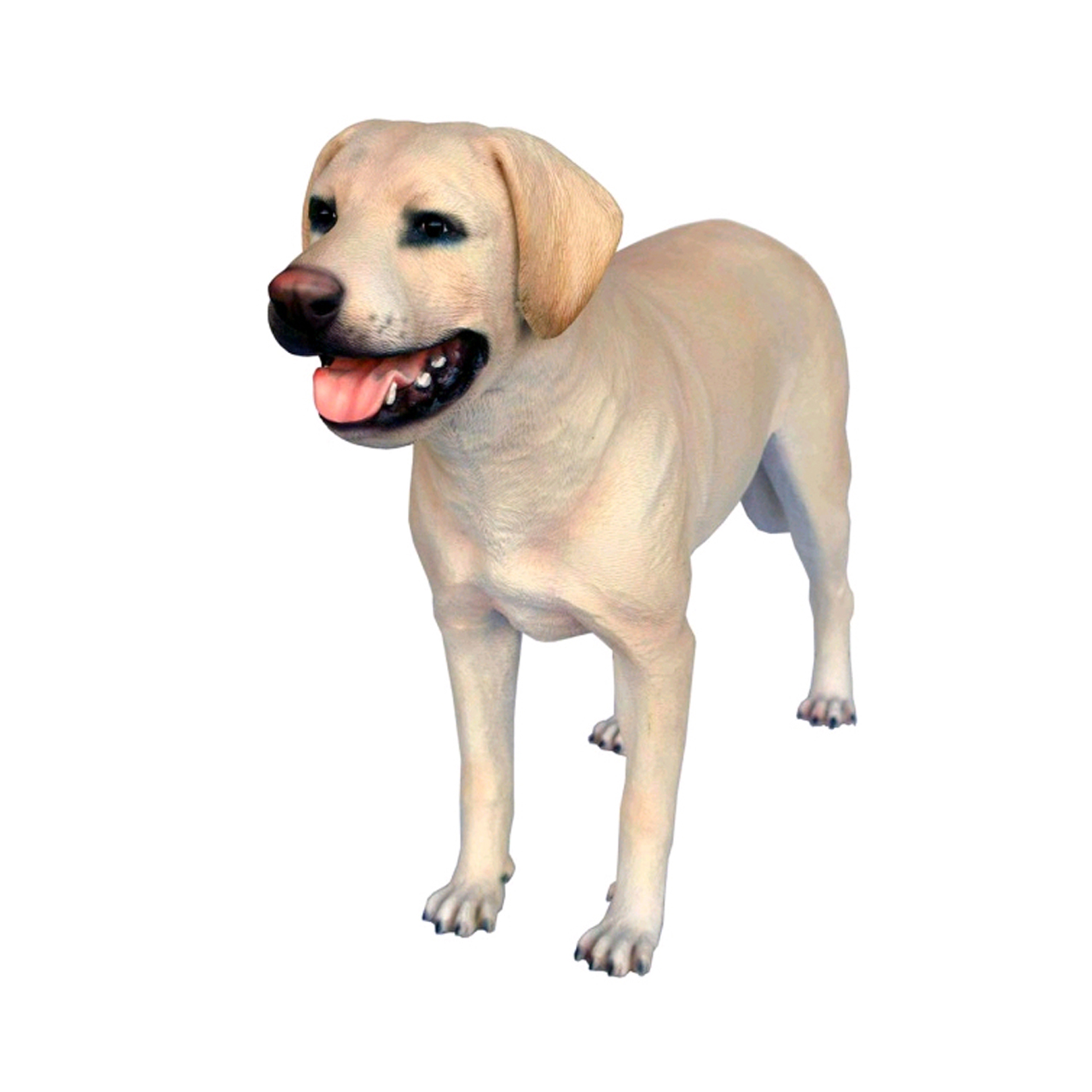 Härlig Labrador
