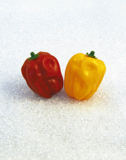 Röd Paprika