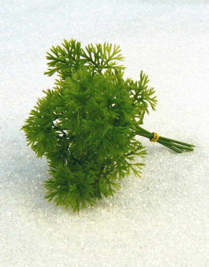 12st Persiljaknippe