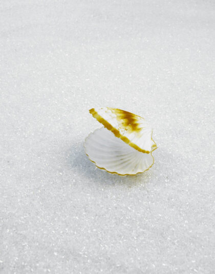 12cm stora Snäckskal