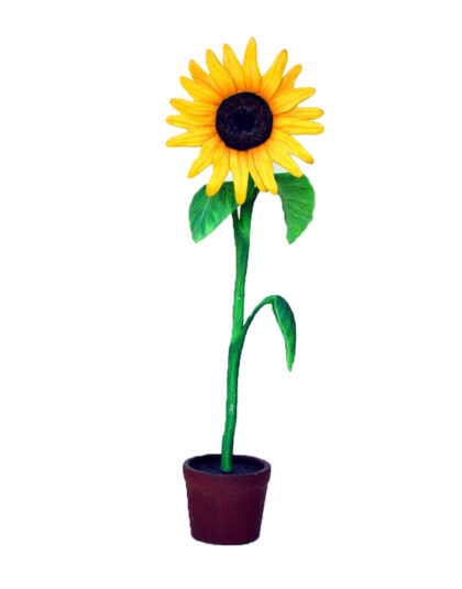 Gigantisk Solros 213cm