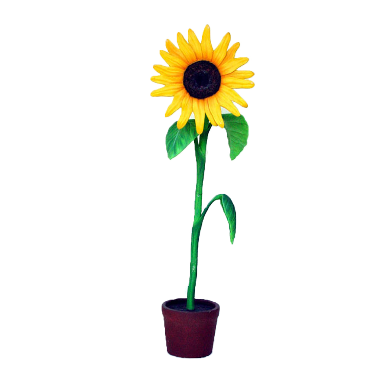 Gigantisk Solros 213cm